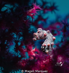 Pygmy seahorse by Magali Marquez 